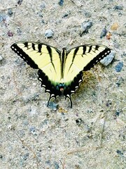 butterfly on a leaf