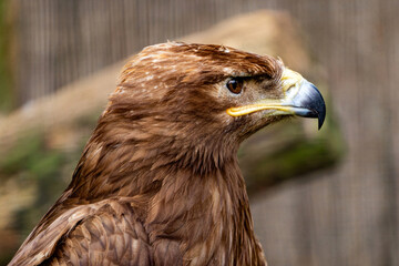 Steppe eagle, symbol of freedom, bird of prey