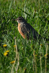 American robin standing in the grass