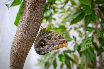 Morpho - a large butterfly with eyes on the wings.