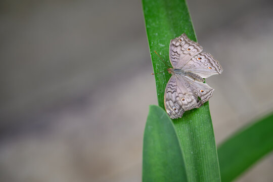 Junonia - butterfly with eyes on open wings.