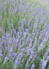 Field of Lavender, Lavandula angustifolia, Lavandula officinalis