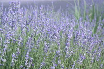 Field of Lavender, Lavandula angustifolia, Lavandula officinalis