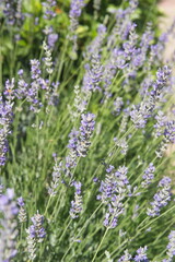 Field of Lavender, Lavandula angustifolia, Lavandula officinalis