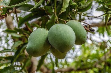 A mango tree with a bunch of four Mangoes