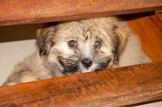 Cute fluppy Tibetan Lhasa puppy
