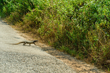 Monitor lizard crossing the road