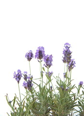 Blooming Lavender, Lavandula angustifolia, Lavandula officinalis, on white background