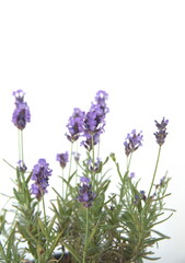 Obraz premium Blooming Lavender, Lavandula angustifolia, Lavandula officinalis, on white background