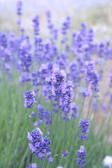 Field of Lavender, Lavandula angustifolia, Lavandula officinalis