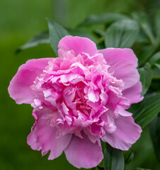 Close-Up of a Vibrant Pink Peony Flower