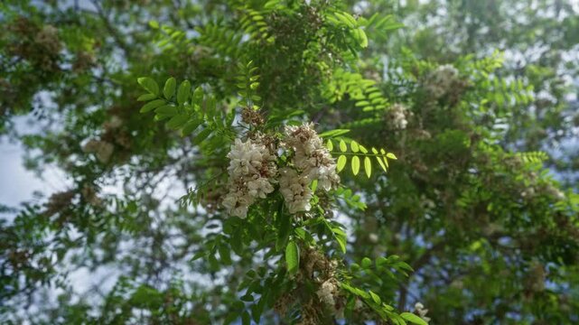 Close-up of blooming black locust flowers, also known as robinia pseudoacacia, with vibrant green foliage captured outdoors in puglia, italy, under a clear blue sky.