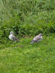 Curious Young Seagulls in Green Meadow