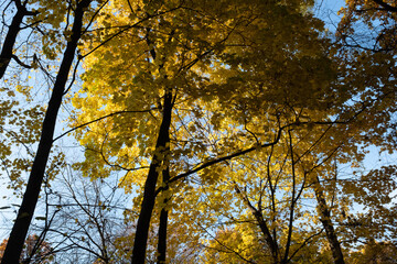 Autumn landscape with blue sky, bottom view. Background of autumn forest for publication, poster, screensaver, wallpaper, postcard, banner, cover, post. High quality photo