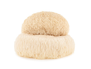 lion mane mushroom isolated on white background.