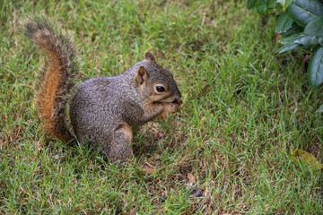 Squirrel in the grass