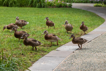 Mallards in the park