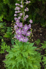 Candle Larkspur, purple flowering plant