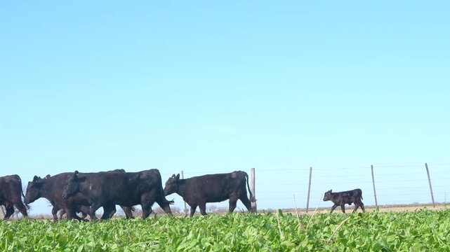 Production, Livestock Care, Agriculture Management