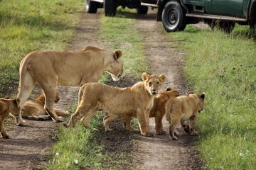 Family of lions with baby lions