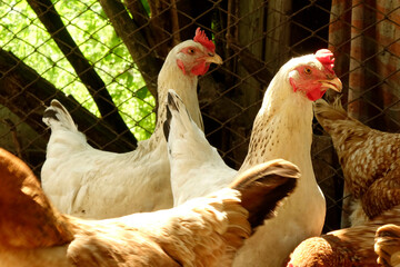 Chickens Roaming Freely on a Home Farm During a Sunny Day in Spring