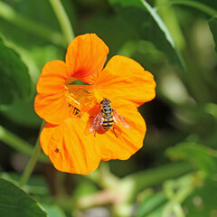 Hoverfly on orange Small nasturtium
