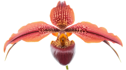 Vibrant and exotic orchid with striking colors and unique petal shapes, perfect for nature lovers and floral art enthusiasts.