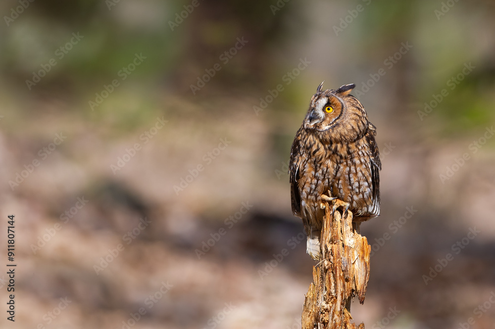 Poster Long-eared owl standing on tree trunk and looking to the left. Asio otus