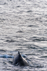 Fototapeta premium Close-up of the back and dorsal fin of a diving humpback whale -Megaptera novaeangliae. Image taken in the Graham passage, near Charlotte Bay, Antarctic Peninsula
