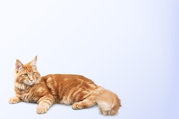 Cute smart domestic cat  pet sits