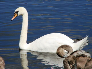 Białe łabędzie na wodzie © tomo81