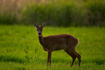 deer in the forest