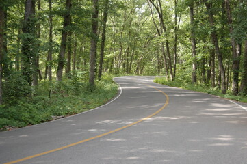 Fototapeta premium road in the woods at Cuivre River State Park in Missouri