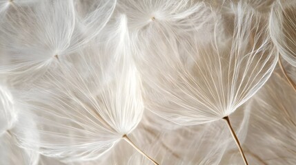 Close-Up of Dandelion Seeds Displaying Fragile Patterns