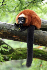 Red Vari (Varecia rubra) on the tree