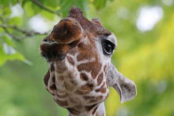 Reticulated giraffe (giraffa camelopardalis reticulata) close up view