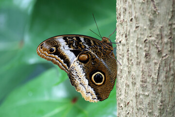 Caligo atreus butterfly perching on tree bark