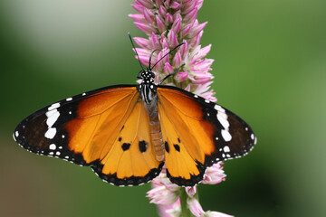 beautiful butterfly on a flower on nature background