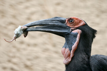close up view of Southern Ground hornbill (Bucorvus leadbeateri)  bird