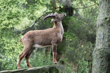 The Alpine ibex (Capra ibex), also known as the steinbock