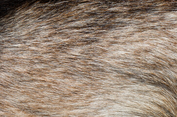 spot focus brown goat hair close-up goat hair