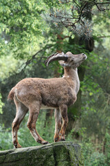The Alpine ibex (Capra ibex), also known as the steinbock