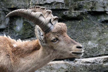 The Alpine ibex (Capra ibex), also known as the steinbock