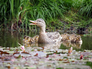 ducks family on a pond in summer natural background
