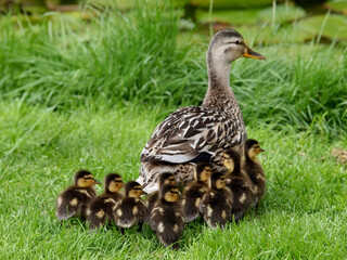 mother and her duckling babies on nature background