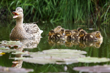 ducks family on a pond in summer natural background