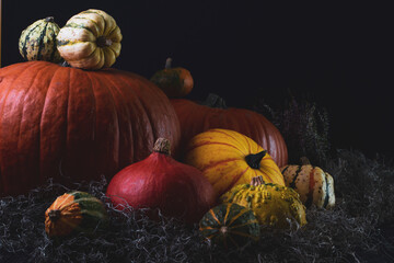 Pumpkins of different varieties in the dark