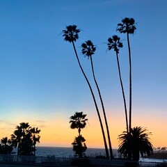 Palm Tree Sunset Silhouettes