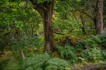 Obraz premium ring of kerry, ireland