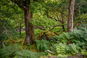 Fototapeta premium ring of kerry, ireland